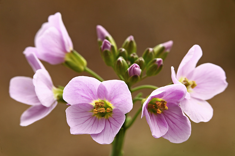 Fleuryda pinksterbloem